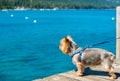 Dog Walk at the Lake Royalty Free Stock Photo