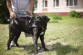 Dog dog on a walk. The owner holds a big dog