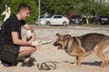 Dog on a walk with the owner in the summer. Walk with a loyal friend of the German Shepherd. Summer evening on a walk with a frien