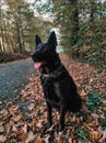 Dog on the walk in park, Black German Shepherd