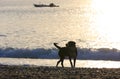 Dog walk sea shore Royalty Free Stock Photo