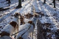 Dog walk with two Borzoi in a winterly forest seen from the dog walker`s perspective