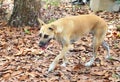 The dog walked on dry leaves