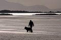 Dog walker on the beach Royalty Free Stock Photo