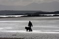 Dog walker on the beach Royalty Free Stock Photo