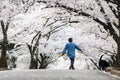 Dog walker at Cherry Blossom Path in beautiful Garden in spring, Matsumoto Royalty Free Stock Photo