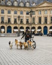 Dog walker with a lot of dogs at Vendome place, Paris, France