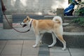 Dog walker strides with his pet on leash while walking at street pavement Royalty Free Stock Photo