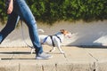 Dog walker strides with his pet on leash while walking at street pavement Royalty Free Stock Photo