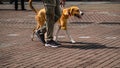 Dog walker strides with his pet on leash while walking at street pavement. Dog walking in the city Royalty Free Stock Photo
