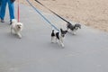 Dog walker with three dogs Royalty Free Stock Photo