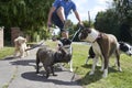 Dog walker walking dogs along suburban street Royalty Free Stock Photo