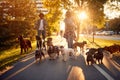 Dog walker at work. Dog walker walking with a group dogs in the park Royalty Free Stock Photo