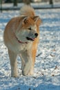 Akita Inu dog walking in snow Royalty Free Stock Photo