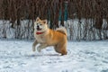 Akita Inu dog paying and jumping Royalty Free Stock Photo