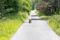 Dog walking alone on road Peace background best quality