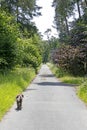 Dog walking alone on road Peace background best quality