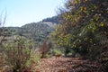 Dog walking along a path with autumn leaves in the middle of a forest with a blue sky in the background Royalty Free Stock Photo