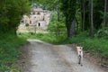 Dog walking along a path of a house Royalty Free Stock Photo