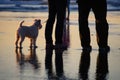 Dog walking on a leash on the beach at sunset Royalty Free Stock Photo