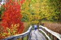 Dog walking in the broad walk with autumn leaf colour