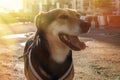 Dog walking, companion dog, sunlight Royalty Free Stock Photo