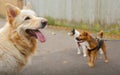 Dog walking dogs Royalty Free Stock Photo