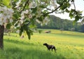 Dog walking in a flower-filled meadow on a farm in Germany in the spring. Royalty Free Stock Photo