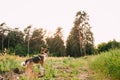Dog Walking In Forest Road In Summer Evening. Royalty Free Stock Photo