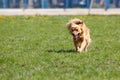 Dog walking on green grass in summer park Royalty Free Stock Photo