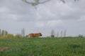 Dog walking in the green meadow, summer time, Royalty Free Stock Photo