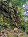 Dog walking on hiking path in tropical forest or jungle with mossy rock stone and dense rainforest trees. Gunung Panti, Malaysia Royalty Free Stock Photo