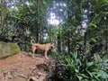 Dog walking on hiking path in tropical forest or jungle with mossy rock stone and dense rainforest trees. Gunung Panti, Malaysia