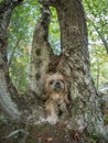 Dog walking through hole in tree trunk Royalty Free Stock Photo