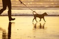 Dog walking on a leash on the beach at sunset Royalty Free Stock Photo