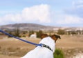 Dog walking on leash looking on typical Cyprus country view