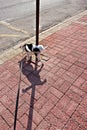 Dog walking on leash pees on a pole outside