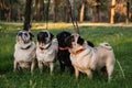 Dog walking with many pugs. Professional dog walker walking dogs in autumn sunset park. Walking the pack, array of pugs