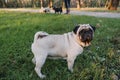 Dog walking with many pugs. Professional dog walker walking dogs in autumn sunset park. Walking the pack, array of pugs