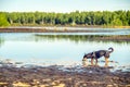 Dog walking in marsh