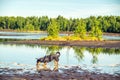 Dog walking in marsh