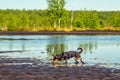 Dog walking in marsh