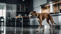 A dog walking through a modern kitchen with sleek appliances and a dining area Royalty Free Stock Photo