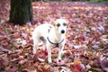 Dog walking in the park in autumn