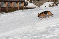 Dog walking snow Royalty Free Stock Photo