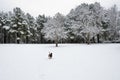 Dog Walking in a Snow Covered Pine Forest Royalty Free Stock Photo