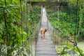 Dog Walking on the Suspension Bridge in Tangkahan, Indonesia Royalty Free Stock Photo