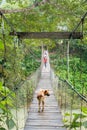 Dog Walking on the Suspension Bridge in Tangkahan, Indonesia Royalty Free Stock Photo