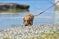 A dog walks along the lake shore on a hot summer Sunny day. Dog breed wire-haired Dachshund Royalty Free Stock Photo