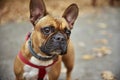 French bulldog walks in autumn park Royalty Free Stock Photo